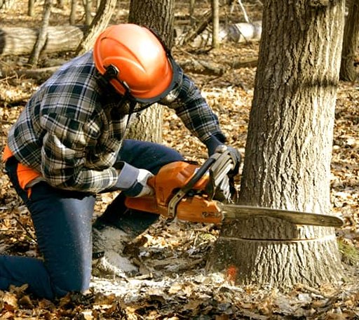 Tree Removal in West Wareham, MA